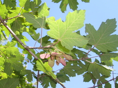 Acer granatense
