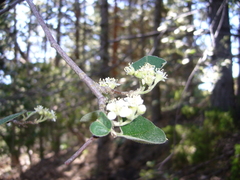 Cotoneaster granatensis