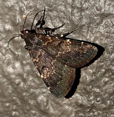 Hydrillodes uliginosalis