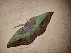 Hypochrosis hyadaria