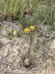 Isopogon prostratus