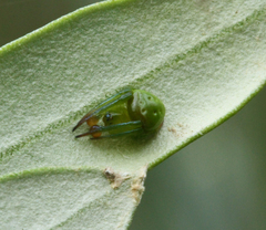 Araneus cyrtarachnoides