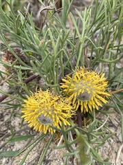 Isopogon prostratus
