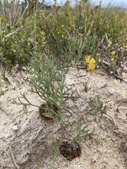 Isopogon prostratus