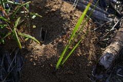 Camponotus nigriceps