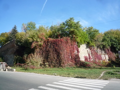 Parthenocissus inserta