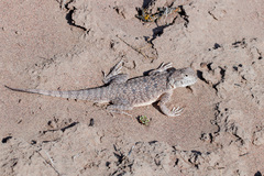 Phrynocephalus mystaceus