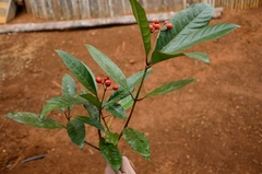 Eumachia leptothyrsa