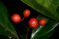 Eumachia leptothyrsa