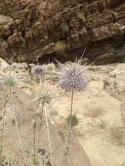 Echinops polyceras