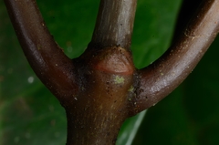 Eumachia leptothyrsa