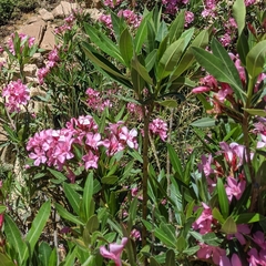 Nerium oleander