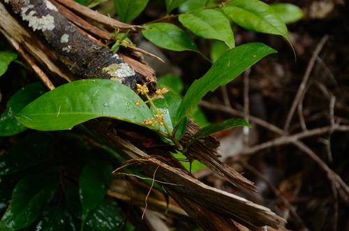 Pachycentria pulverulenta observed 2013-04-25