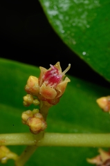 Pachycentria pulverulenta