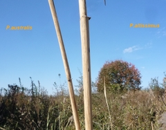 Phragmites australis australis