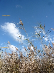 Phragmites australis australis