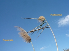 Phragmites australis altissimus