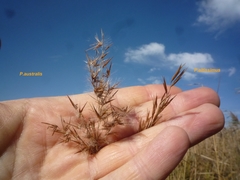 Phragmites australis altissimus