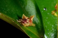 Pachycentria pulverulenta