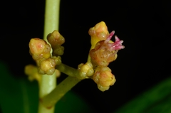 Pachycentria pulverulenta