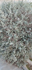 Ajugoideae