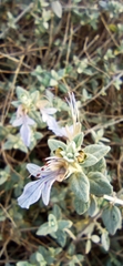 Ajugoideae