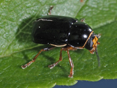 Cryptocephalus flavipes