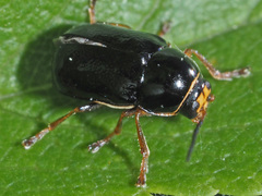 Cryptocephalus flavipes