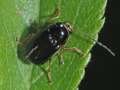 Cryptocephalus flavipes