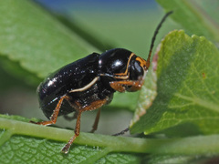 Cryptocephalus flavipes