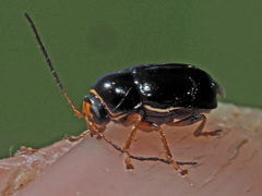 Cryptocephalus flavipes