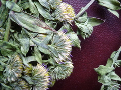 Symphyotrichum novi-belgii