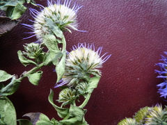 Symphyotrichum novi-belgii