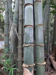 Dendrocalamus giganteus
