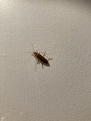 Thelyphassa lineata