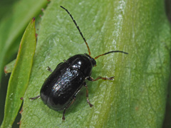 Cryptocephalus flavipes