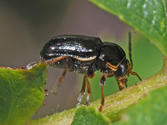 Cryptocephalus flavipes
