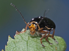 Cryptocephalus flavipes