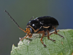 Cryptocephalus flavipes