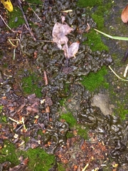 Pallavicinia