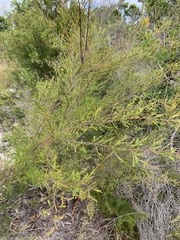 Micromyrtus littoralis
