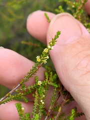 Micromyrtus littoralis