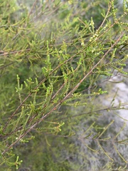 Micromyrtus littoralis