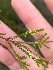 Micromyrtus littoralis
