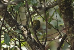 Phylloscopus whistleri