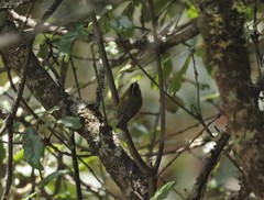 Phylloscopus whistleri