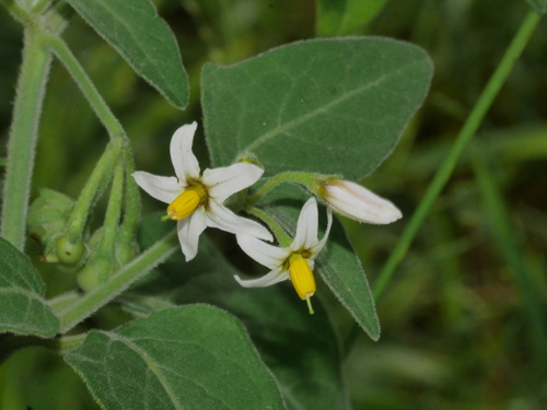 tall nightshade