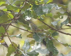 Phylloscopus reguloides