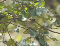 Phylloscopus reguloides