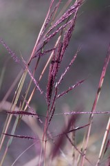 Bothriochloa bladhii